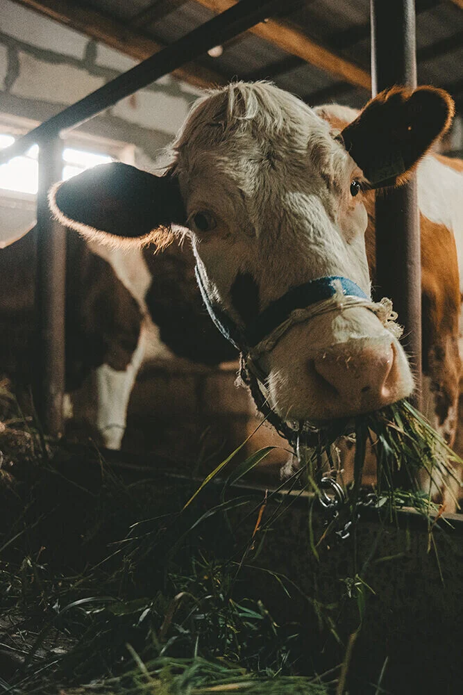 photo et video agence web vannes azelty 11